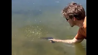 Meme 0543 Americans after finding out a group of fish is called a school