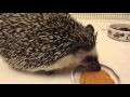 What does a hedgehog eat