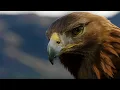 Download Lagu POV: Eagle Flight | Natural World: Super Powered Eagles | BBC Earth