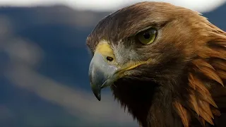 POV Eagle Flight Natural World Super Powered Eagles BBC Earth