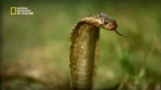 الثعابين في المدينة الحلقة 3 HD 