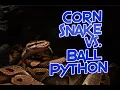 Corn Snake vs Ball Python Which Is The Better Pet Snake