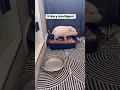 Lagu Reasons to adopt a minipig 🐷🥰 #youtubeshorts #pets #cute #adorable #love #comment #like #minipig