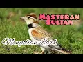 Download Lagu MASTERAN VIRAL !!! | MONGOLIAN LARK MASTERAN SULTAN