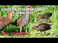 Lagu Pikat burung sintar sawah. terbaru apuh pasti datang.