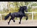 Lagu Stal Okkema's Trevor - Jehannes x Norbert - Stallion - 2022 - 1.65m