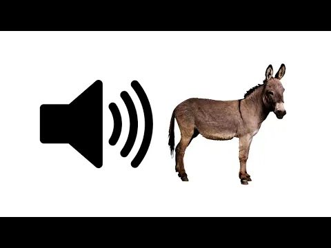 Download MP3 Donkey - Sound Effect | ProSounds