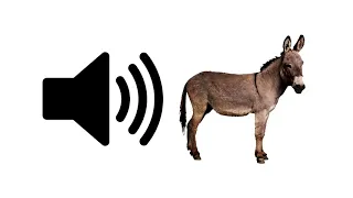Donkey Sound Effect ProSounds 
