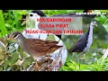 Download Lagu SUARA PIKAT RUAK-RUAK DAN TIKUSAN MIX/GABUNGAN DI JAMIN SUKSES