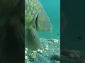 Download Lagu Carp take with our underwater camera.