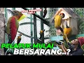 Download Lagu PENGHUNI TERLAMA DI AVIARY TERNYATA SEBANYAK INI..!? PELATUK LANGKA ADA DISINI GAESS