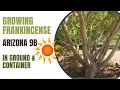 Download Lagu Growing Frankincense In Ground \u0026 Container