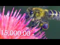 Download Lagu Apimondia survived the war  - Beekeeping still strong