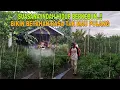 Download Lagu SUASANA INDAH HIDUP BERKEBUN..!! BIKIN BETAH RASA TAK MAU PULANG