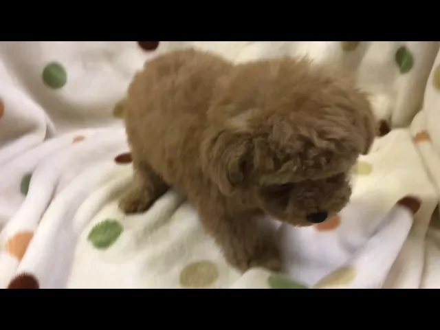 動画
