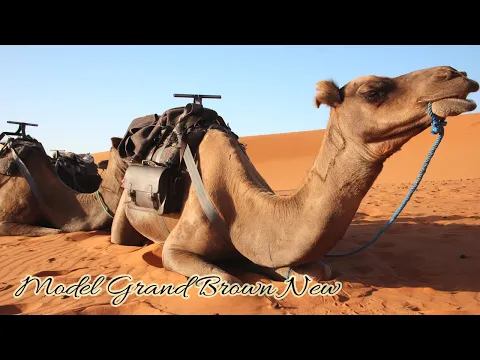 Film o modelu Grand Brown New Kasztanowy Brąz
