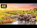 Lagu Discover the African Savanna in 4K | Wildlife Encounters and Scenic Beauty with Relaxing Tunes