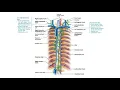BIO 169 Module 3 - Lymphatic Capillaries