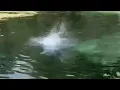 Kids in Florida swimming next to a alligator