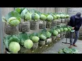 Lagu Housewives' dream Cabbage Garden, growing cabbage in plastic bottles
