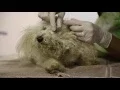 Enzo s Story - Summer to Save Lives
