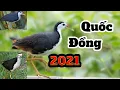 Download Lagu Tiếng Quốc Đồng 2021 - Miễn Phí- Siêu Ăn Chim Mới Nhất Hay Nhất Hiệu Quả Cao Dành Cho Tất Cả Anh Em