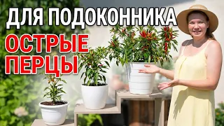 Острые перцы - шоу на подоконнике. Почему эти перцы станут вашими любимцами в кашпо.