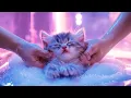 Lagu Kittens at the spa | Cult of Kittens