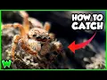 How to Catch Wild Jumping Spiders FULL GUIDE