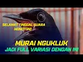 Download Lagu Murai Ngukluk Terus Harus Coba Cara Ini Biar Banyak Variasi Isian