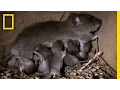 How Two Rats Become 15 000 in a Year National Geographic