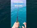 Lagu King George Whiting Fishing Perth WA #fishing #fishingaustralia #perthfishing