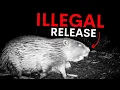 The Truth About Britain’s Beaver Comeback 