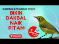 PLECI DAKBAL ! suara terapi pleci dakbal untuk menaikan birahi agar cepat gacor