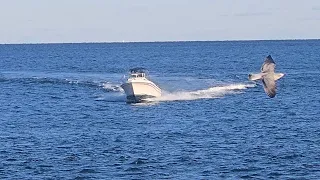 Queen Mary - Captain Slows It Down By The Schools Of Dolphins