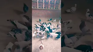 هل سالمونيللا الطيور لها علاج      طيور         أمراض الحمام  حمام دندنها