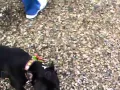 Buffy - Pit Bull Terrier