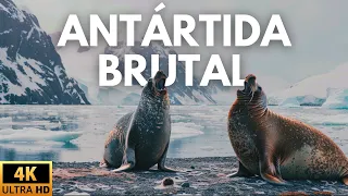 ANTÁRTIDA - SEGREDOS DO FIM DO MUNDO -  Documentário Completo