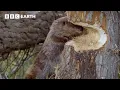 Busy Beavers Build Dam Ahead of Winter BBC Earth BBC Studios