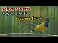 Download Lagu PANCINGAN SOGON NGRIWIK NEMBAK PALING EFEKTIF UNTUK PENGGACOR TROTOL NDASI‼️LANGSUNG NYAUT NEMBAK