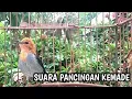 Lagu Kemade Gacor Ini Ampuh Menaikkan Emosi Tarung Burung Cit Keres Bahan