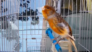 تغريد طائر كناري لتدريب وتسميع اناث وذكور الكناري على الغناء غناء تزاوج الكناري 