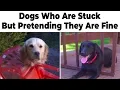 Cute Dog Memes