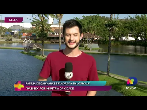 Família de capivaras é flagrada em Joinville: ''passeio'' por indústria da cidade