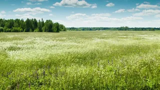 The Sound Of The Wind Blowing Through The Wheat Field Relaxing Healing Natural White Noise ASMR 