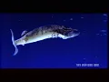 Fatboy Slim - "Right Here, Right Now" - Official Video - HQ