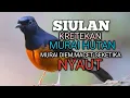 Download Lagu SUARA PANCINGAN MURAI BATU biar Emosi jadi NYAUT BUNYI BONGKAR MATERI ISIAN | TERAPI MURAI BATU