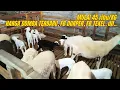 Download Lagu MULAI 45 ribu/Kg, HARGA DOMBA TERBARU di NUSANTARA JAYA Farm Blitar❤️‍🔥❤️‍🔥