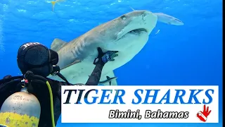 Scuba diving with Tiger sharks. Entire dive (unedited in 4K)
