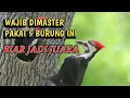 Download Lagu 5 Jenis Suara Burung Paling Bagus untuk Masteran Murai Batu